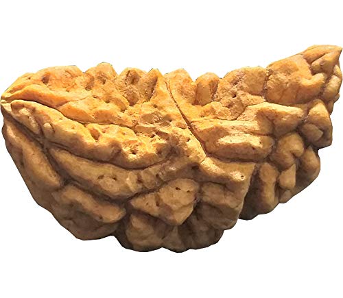 Natural Energized Mukhi Rudraksh Bead/Mala-image-17