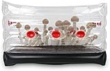 X - Grand kit de culture de champignons gonflables pour la maison - Sauvez vos sacs de culture de champignons