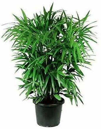 Live Areca Plam-Live Lady Palm/Rhapis Palm - Air Purify Plants