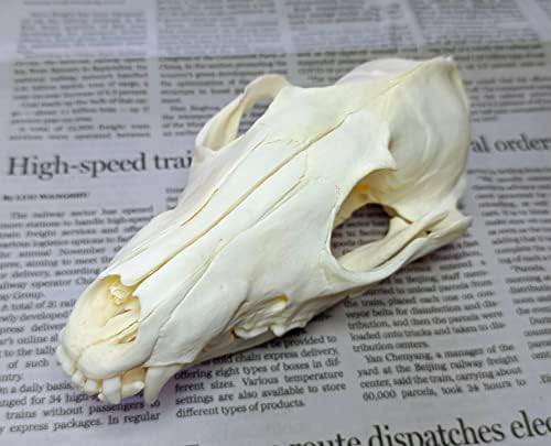 Animal Specimen Real Animal Skull Specimen Taxidermy Cleaned Skull Collection Fox, cat, Mink, Crocodile, Dog, Raccoon, Snake, Rabbit, Goat ，Muskrat，Nutria，Fox's paw (10pcs,Fox)