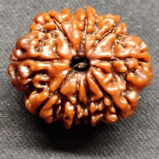 QUEEN-GEMS 9 Mukhi Rudraksha Original Certified Nepali Nine Face Rudraksha Blessing with Durga Natural 9 for Men & Women