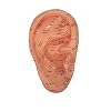 Ear Zone Model/Height 7 (XC-514A)