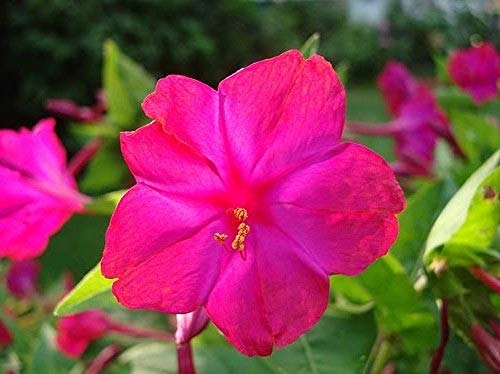 Red Four O'clock Flower Seeds, 25 Count "Cool Beans N Sprouts" Brand. Home Gardening. #TOP1