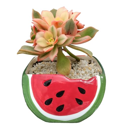 HELAIMAY Cute Watermelon Shape Ceramics Planters, Ceramic Succulent Pots with Drainage Holes, Small Plant Pot for Indoor Plant Cactus, 1 Piece