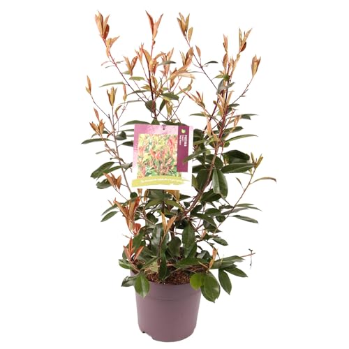 Fotinia Natural Arbusto Perenne de Jardín - Cuidado Simple