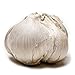 Elephant Garlic, 1 Large Bulb (1 Count), Great for Planting, Eating or Cooking! Non GMO. Milder Tasting Garlic