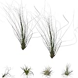 BROWN&GREEN Tillandsia - Plantas de Aire Natural - Tillandsias - Plantas de Aire - Tillandsia Planta Natural - Clavel del Aire - Planta - Plantas Aereas - Plantas Aereas Naturales (2, Juncea)