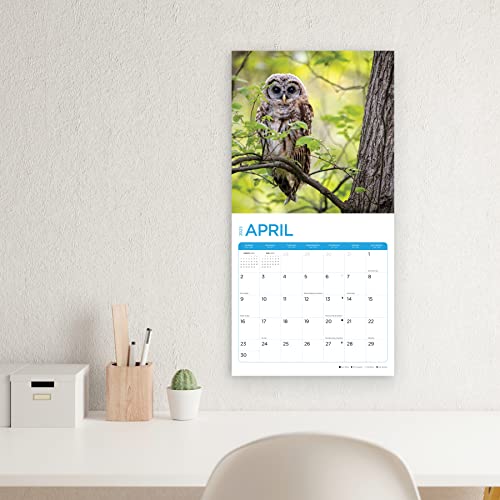 2023 Owls Monthly Wall Calendar By Bright Day, Made In The Usa, 12 X 12 Inch, Beautiful Nature Wildlife Animal Photography #TOP6