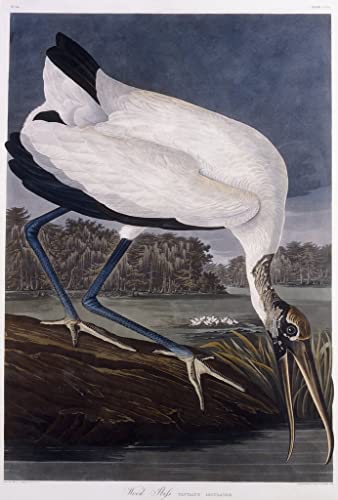Pintura mural en lienzo vintage de 60x90cm: arte de John Audubon para decoración elegante