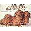 Dachshund - Longhaired