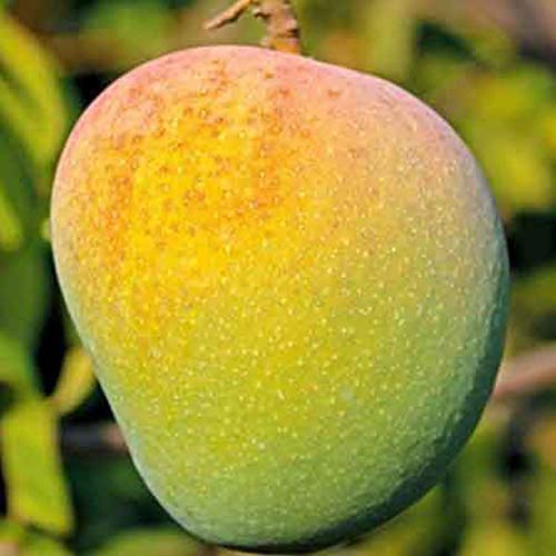 See full amazon price history chart for UGANIO PLANT Mango Plant All Season Mallika Kerala Malli Mango Plant Dwarf Hybrid for Roof Top Garden (1 Healthy Live Plant) UGANIO PLANT Mango Plant All Season Mallika Kerala Malli Mango Plant Dwarf Hybrid for Roof Top Garden (1 Healthy Live Plant) (B08WJB9Y5F) Amazon Price History, Amazon Price Tracker