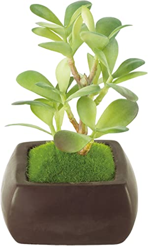 和盆栽の風合いがインテリアにマッチ 人工観葉植物 カネノナルキ 12×12×高さ17cm 空気を綺麗にする CT触媒 消臭 アーティフィシャルグリーン 抗菌 汚れにくい 人やペットにも安全 エンヴェールヘルック - エンヴェールヘルック - 商品画像