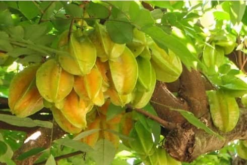 See full amazon price history chart for Green view "Golden Arkin" Rare Hybrid- 1 Healthy Live Golden Star Fruit Plant 1.5-2 ft Height in Nursery Grow Bag for Home Garden Green view "Golden Arkin" Rare Hybrid- 1 Healthy Live Golden Star Fruit Plant 1.5-2 ft Height in Nursery Grow Bag for Home Garden (B0BTBXVN91) Amazon Price History, Amazon Price Tracker