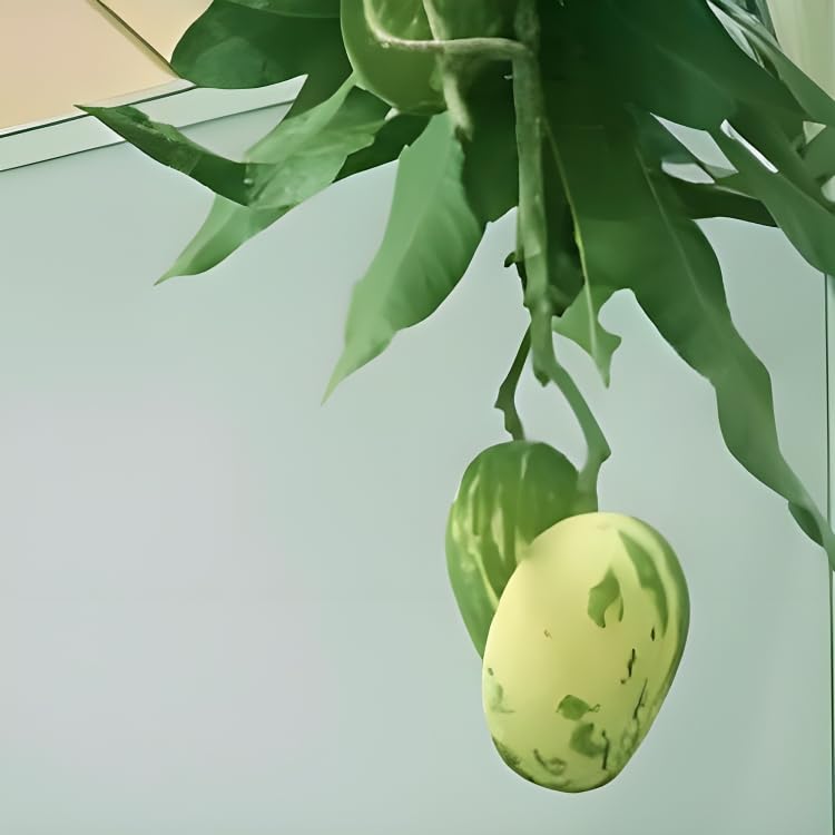 Image of Variegated Mango Live Plant - (Height 2-3 Feet) Ultimate Collection of Chalta Khas Thai Variety - Experience the Unique Beauty and Flavor of These Exquisite Trees for Your Home Garden