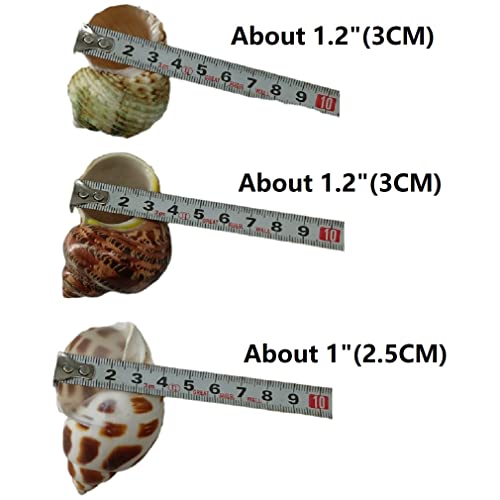 CRMADA Crab Shells 3PC Natural Large CRMADACrab Shells 2 Inch ~ 2-1/2 Inch… - Image 3