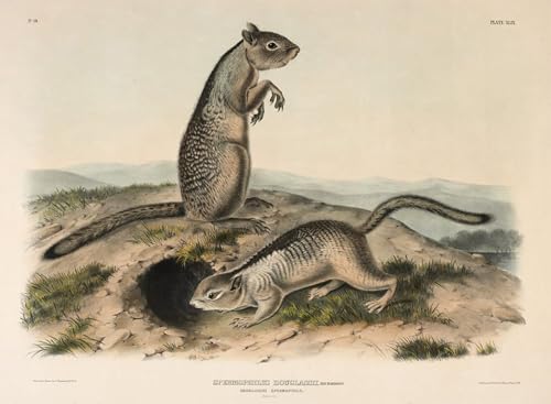 Impression d'affiches John Audubon toile Douglasses Spermophile pour salon chaleureux