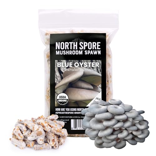 North Spore Organic Blue Oyster (100 ct) Mushroom Plugs for Logs | Premium Quality Mushroom Plug Spawn | Handmade in Maine, USA | Grow Gourmet Mushrooms Outdoors on Logs | Pleurotus ostreatus