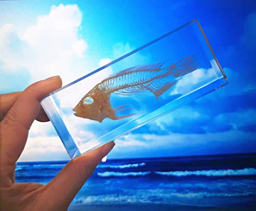 Qtmy Biology Science World Collection Of Real Insect Specimen Paperweight (Fish Skeleton) #TOP5