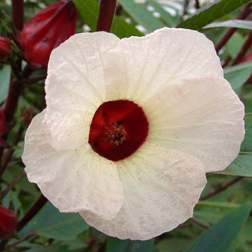 Plant World Seeds - Hibiscus Sabdariffa Seeds (Exotic Tree & Shrub Seeds)
