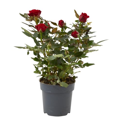 Verdecora Rosal Mini | Rosal de Pitiminí | Planta natural en maceta Ø11cm | Rosas Pequeñas y Floración Continua | Ideal para Jardín, Balcón o Terraza