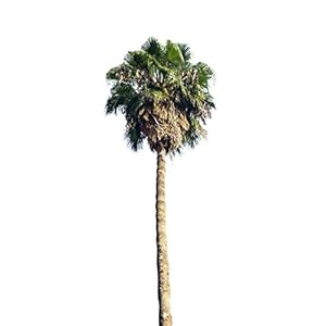 Washington palm”washingtonia robusta” 10 verse zaden (winterharde palm tot – 5 crad)