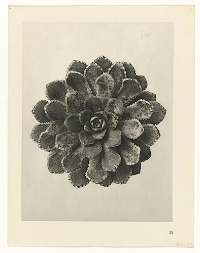 Peinture botanique Karl Blossfeldt affiche décoration maison poster toile murale 60x90