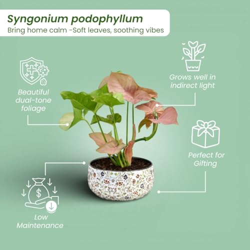 Image of Amulya Farms Indoor Plants for Home | Syngonium Pink Live Plant in Premium Floral Print Metal Pot | Air Purifying Plants for Home Decor, Living Room and Office Decoration