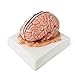 EVOTECH SCIENTIFIC Human Brain Model w/Arteries, 7 Parts Life Size Anatomy Brain Model on a Base Show Horizontal Plain Through Eyeball Level for Science Classroom Study Display, Manual Included