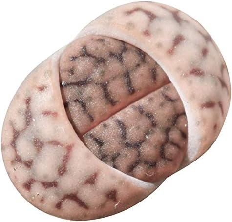 Lithops Succulent | Living Stones Raw Stone Cactus Succulent | Unique Succulent Gift Decoration (2 inch)