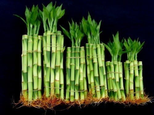 Lucky Bamboo Plants, 60 Stalks Mixed Bundle, (4" X20+6" x20+8" x20 Pieces) Fresh Live Indoor Plants