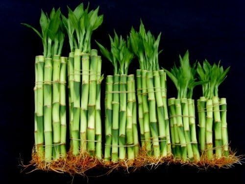 Lucky Bamboo Plants, 60 Stalks Mixed Bundle, (4' X20+6' x20+8' x20 Pieces) Fresh Live Indoor Plants