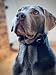 Tierfritz GPS Tracker für Hunde – Hunde GPS Tracker mit Live-Tracking, Weglaufalarm, Aktivitäts- & Schlaftracking, weltweit, wasserdicht – GPS Tracker Hund (ABO separat über App)