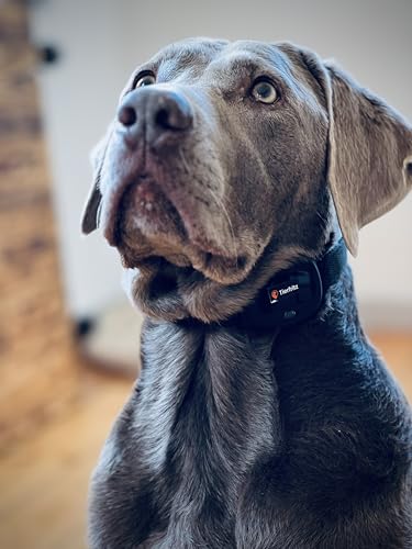Tierfritz GPS Tracker für Hunde – Hunde GPS Tracker mit Live-Tracking, Weglaufalarm, Aktivitäts- & Schlaftracking, weltweit, wasserdicht – GPS Tracker Hund (ABO separat über App)