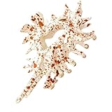 Barrettes en Coquillage pour Cheveux | Accessoire De Coiffure Anti-Dérapant | Pince À Cheveux Décorative Pour Femmes, Soirée, Plage, Mariage, Fête