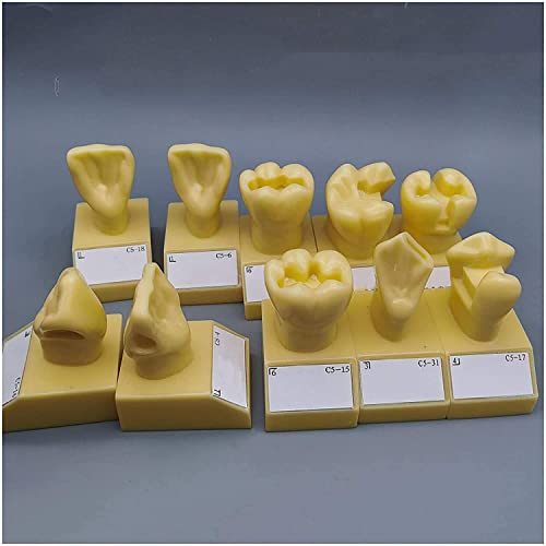 BODHIS - BODHIS Modèle pédagogique, Modèle de préparation Dentaire en 4 étapes - Modèle de Dents - Support pour Adulte