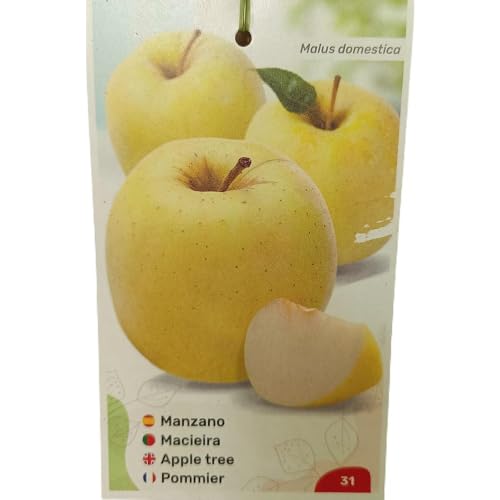MANZANO GOLDEN | Maceta 25CM | Planta de Exterior | Fácil Cuidado | Manzana | Sabor Premium | Delicia frutal