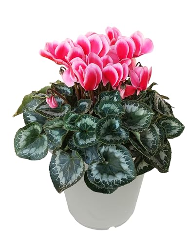 �Ԃ̃M�t�g�� �V�N������ ���� �N���X�}�X �� ���A�� ���� 5���� ���b�v�X�I�����W �Ε� ���Ε�