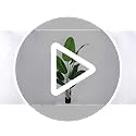 Artificial Bird of Paradise Plant, Fake Tree with Realistic Leaves and Durable pots, Adjustment-Free Branches Artificial Tree for Indoor Outdoor Home Decor (6FT 1Pack)