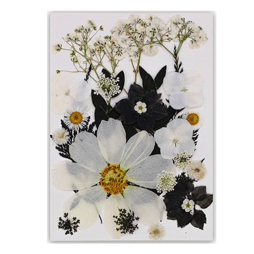 {̗tgp̉{Ǐ}[NGKgȓǏƑ̂߂̃hCt[{̑