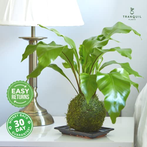 Tranquil Plants Home Decor Fern Bonsai Tree Indoor Plant in Green Moss Ball for Bedroom | Zen Garden and Desk Decor | Indoor House Plant or Gardening Gifts 10 Years.- 25cm High