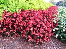 Cera Begonia (100 semi) Begonia Semperflorens Rosso - GRANDE contenitore