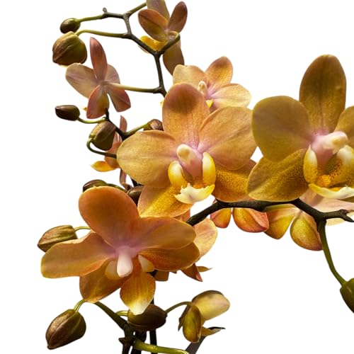 Premium Scented Multiflora Live Orchid Plant -Tiger Leaves Variegated Fragrant Indoor Orchid Plant 12cm Pot Tropical Flowering Houseplant Easy Care & Air Purifying 35-45CM Pet Friendly (Honey)