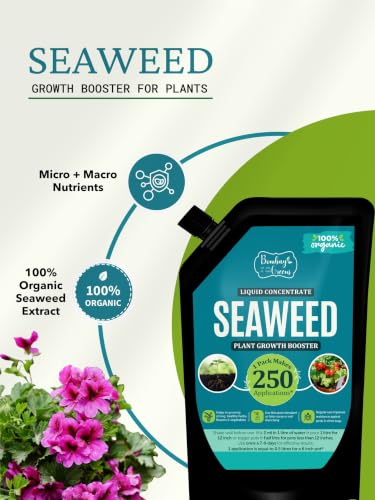 Image of Bombay Greens Organic Seaweed Liquid Booster Home garden, Flowers, Vegetables, Fruits, Herbs | Seaweed for flowering plants and all Outdoor Plants - 250 ml