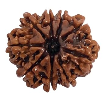 DEVOGems Rare 9 Mukhi Rudraksha Nepali Original Certified by Lab Premium Rudraksha Brown Bead A++ Silver Capped Nav Mukhi Rudraksha For Wearing Purpose 9.