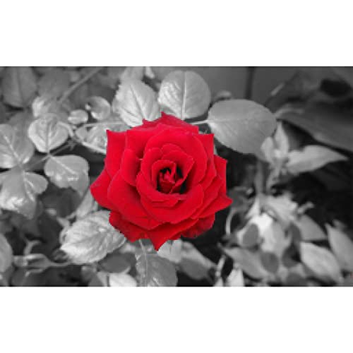 Toile peinture fleur rose rouge moderne pour creer une ambiance chaleureuse dans le salon