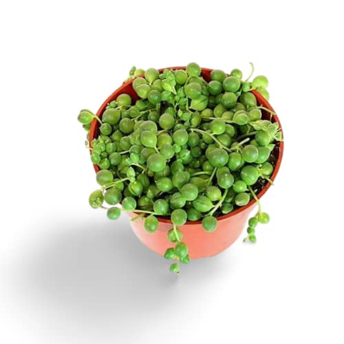 Creative Farmer Indoor Plant String Of Pearls Live Senecio Rowl Keyanus Succulent Plants (Healthy Plant) (B09K42F2XW) Amazon Price History, Amazon Price Tracker