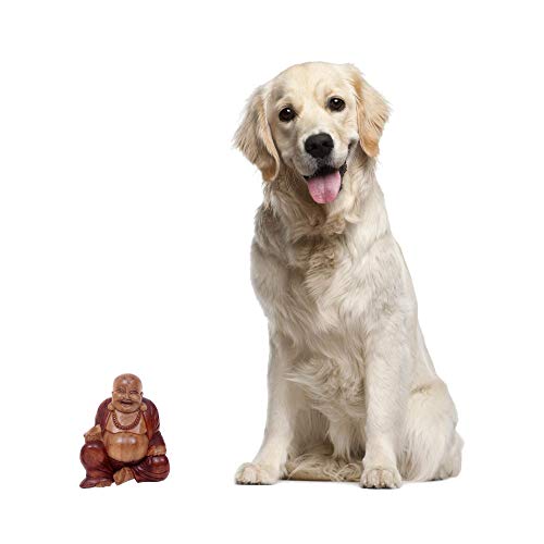 Novica Hand Carved Natural Acacia Wood Buddha Sculpture, 8" Tall, 'Buddha Laughs' #TOP6