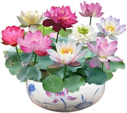 Rainbow Lotus Flower Seeds 30pcs Organic Water Lilies Lotus Bowl Aquatic Plants Flower Easy to Grow Seeds for Planting Pond Indoor Outdoor Decor And Also Cocopeat FREE Seed (30 per packet)