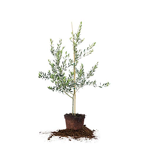 Arbequina Olive 3-4'