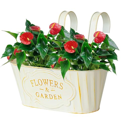 Macetas Colgantes De Metal, Cesta Colgante Plantas Exterior, Macetas Grandes Cubo Colgante para Flores con Gancho Desmontable, Decoración Exterior Balcón Jardín Patio Pared Terraza para Plantas